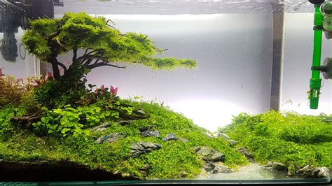 Aquarium Landscape, Fish Tanks, Aquascaping, Aquariums, Aquatic ...