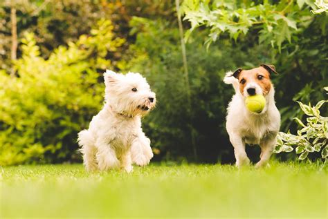 Dogscaping: 6 Ways to Create a Pet-Friendly Backyard - D Magazine