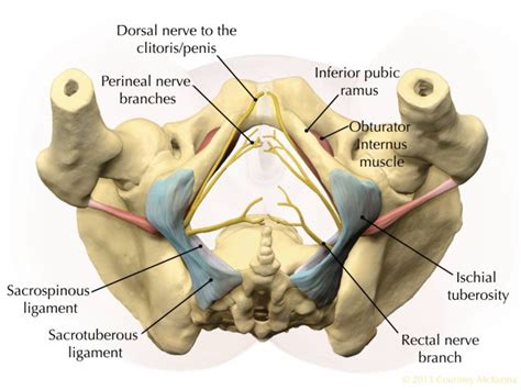 Pudendal Nerve: Branches and Pathways on Vimeo