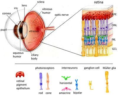 Frontiers | Extracellular vesicles in the retina - putative roles in physiology and disease