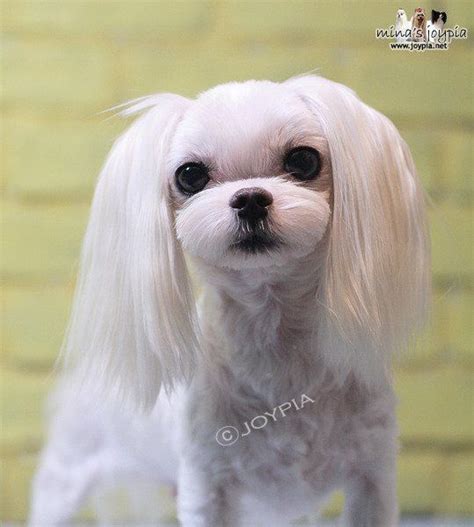 40 Most Adorable Maltese Haircuts Trending in 2021 | Maltese haircut, Dog grooming, Dog grooming ...