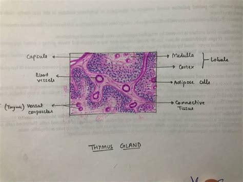 Thymus Gland Histology Labeled