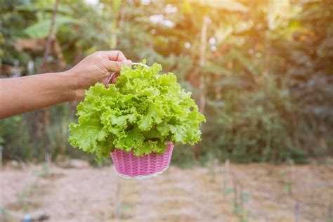 Lettuce of home garden 7963972 Stock Photo at Vecteezy