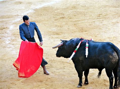 Bull Fighting: Barcelona Bull Fight