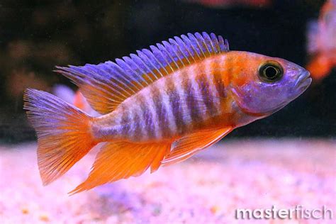 Freiberg'S Peacock Cichlid - Aulonocara jacobfreibergi | MasterFisch