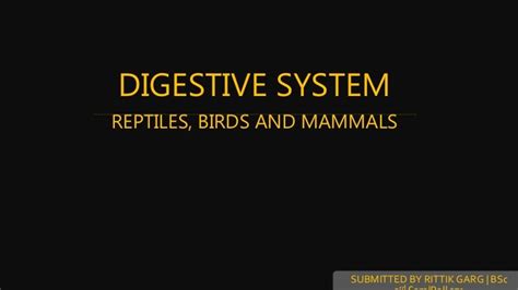 Digestive system of reptiles, birds and mammals