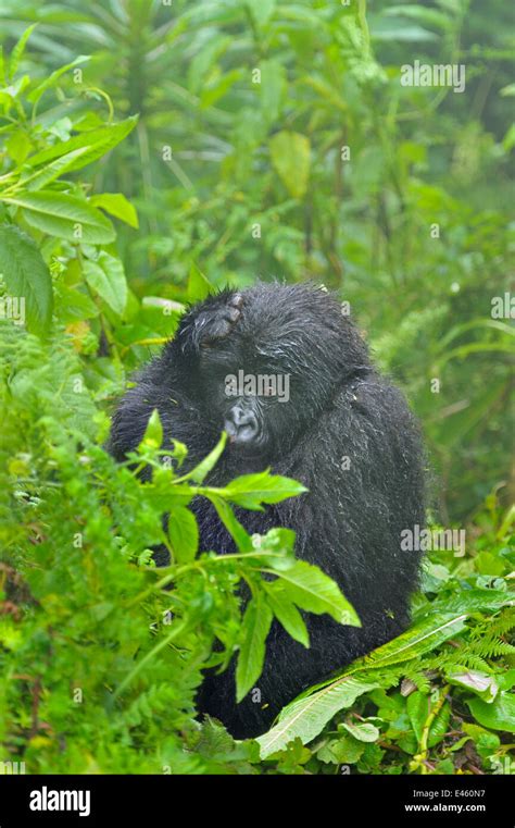 Mountain Gorilla (Gorilla beringei) juvenile in wet misty forest habitat. Rwanda, Africa, March ...