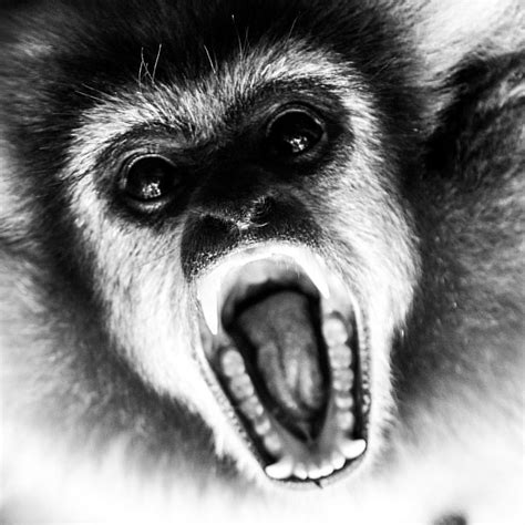 #gibbon #angry #ape #monochrome #blackandwhitephotography … | Flickr