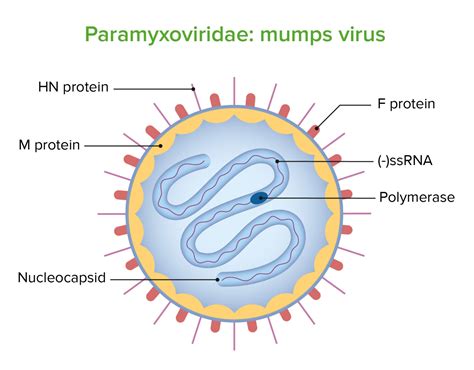 Mumps Virus/Mumps | Concise Medical Knowledge