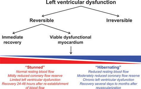 Molecular and Cellular Basis of Viable Dysfunctional Myocardium | Circulation: Heart Failure