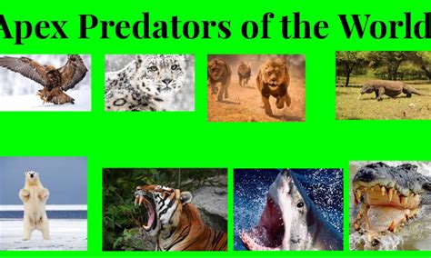 Apex Predators of the World | Small Online Class for Ages 7-11 | Outschool