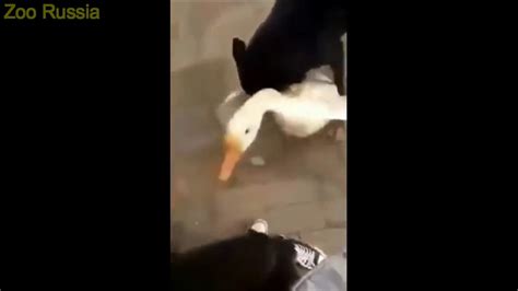 Dog Protects Owner From Goose - YouTube