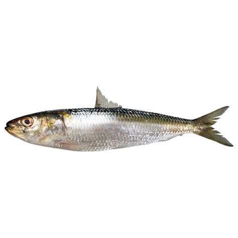 Indian Oil Sardine – Zoom Overseas Trading Co