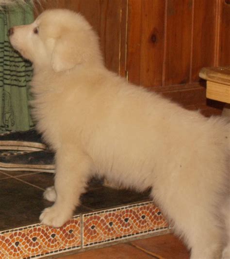 Pyrenean Mountain Dog pups for sale | View All Puppies | Pedigreedogs.ie