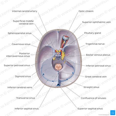 Dural venous sinuses: Anatomy, location and function | Kenhub