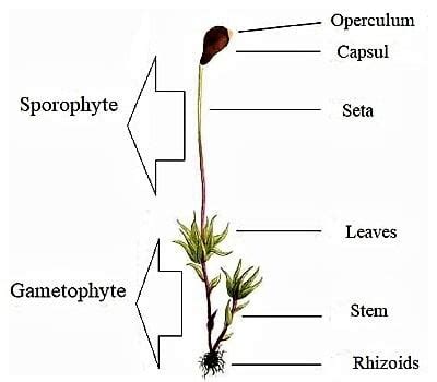 labelled diagram of Sporophyte of Moss - QS Study