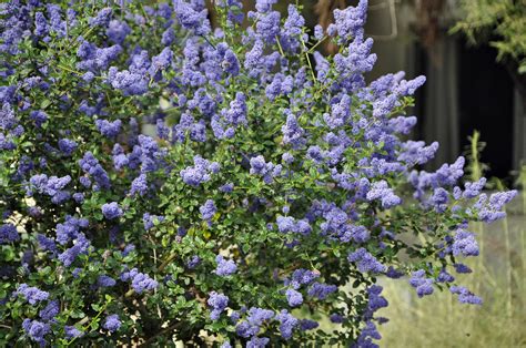 Ceanothus ‘Victoria’ for privacy 12' fast-growing, low-water, high sun ...