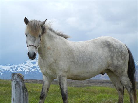 Icelandic Horse Photo