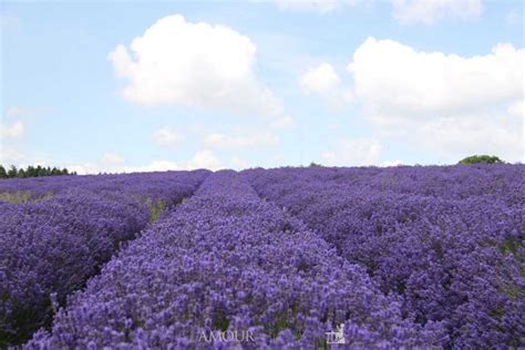 Wandering Through the Cotswolds Lavender Fields - Glamour in the County