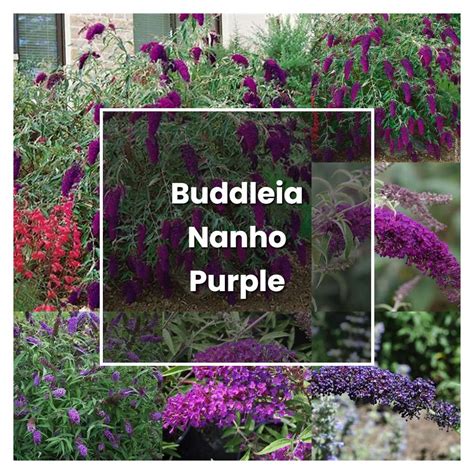 How to Grow Buddleia Nanho Purple - Plant Care & Tips | NorwichGardener