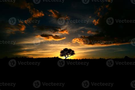 silhouette of an oak tree at sunset 4435164 Stock Photo at Vecteezy