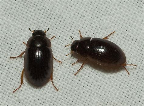 Small Black Beetles In Bedroom