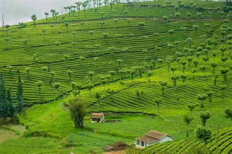 Ooty tea estate | Ooty, Tea estate, Beautiful nature