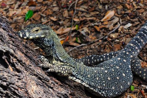 Lace Monitor (Lace Goanna) (Varanus Varius) Lizard Stock Image - Image of venomous, lace: 19227781