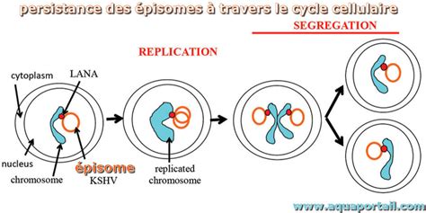 Épisome : définition et explications