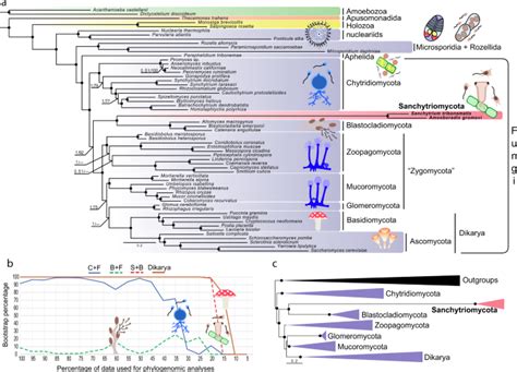 Phylogenomics of a new fungal phylum reveals multiple waves of reductive evolution across ...