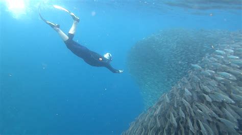 Snorkeling Moalboal & Panagsama Beach | Snorkeling in Philippines