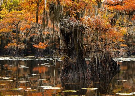 Caddo Lake Fall Colors, Texas, USA