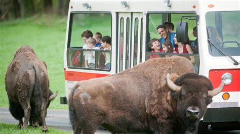 Insider's Guide to Northwest Trek Wildlife Park | ParentMap