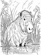 Free Drawing Of Capybara coloring page  Download Print Or Color sketch template