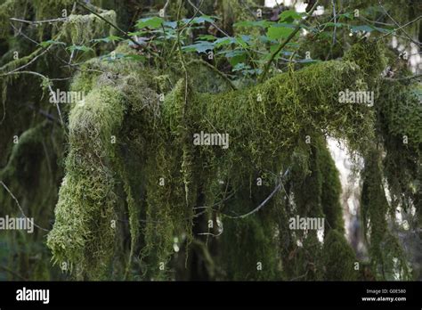 Hoh Rainforest, Hall of Mosses Stock Photo - Alamy