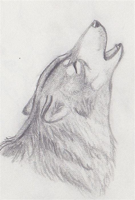 Pencil Drawing of a Howling Wolf