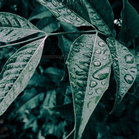 water droplets on leaves Photo Free Download - pgclick | Free Photos ...