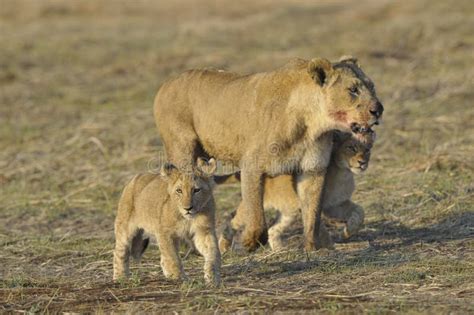 Lioness after Hunting with Cubs. Stock Photo - Image of mother, male: 16694072