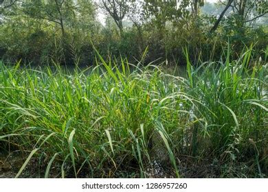 Zizania Latifolia Known Manchurian Wild Rice Stock Photo 1286957260 | Shutterstock