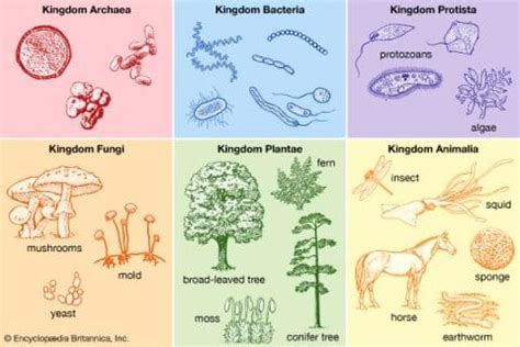 Section 5: Domains and Kingdoms | Nitty Gritty Science