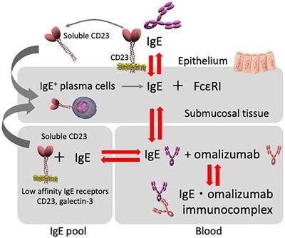 Frontiers | Omalizumab and IgE in the Control of Severe Allergic Asthma