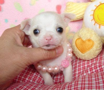 Teacup Chihuahua Puppies For Adoption