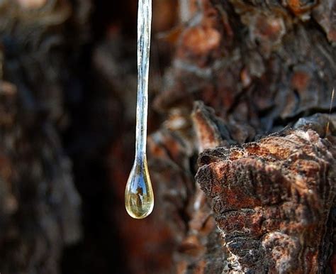 What Is Tree Sap? | Tree sap, What is tree, Mesquite tree