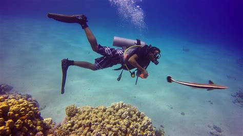 Diving in Sharm el Sheikh May 2017 - YouTube