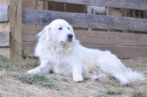 Great Pyrenees Weight: Growth Curve and Average Weights