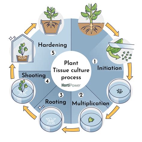 Plant Tissue Culture Diagram