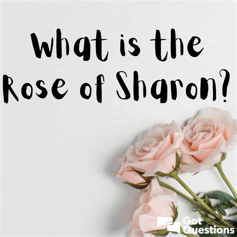 What is the Rose of Sharon? | GotQuestions.org