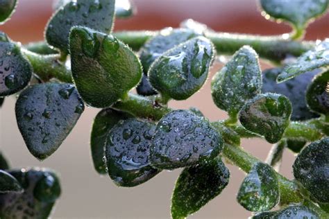 Hoya chinghungensis Leaves | Vermont Hoyas