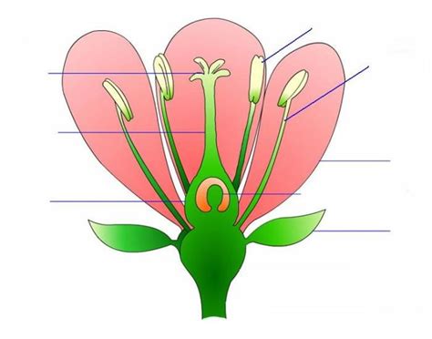 Unlabeled Flower Diagram | Best Flower Site