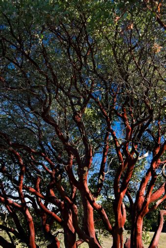 Manzanita Tree Stock Photo - Download Image Now - iStock